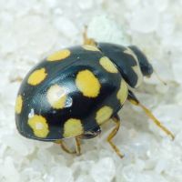 Coccinula quatuordecimpustulata
