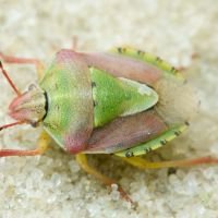 Antheminia lunulata