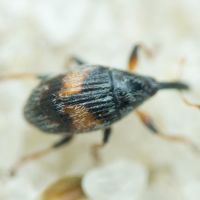 Nanophyinae