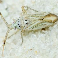 Oncotylus (Cylindromelus) setulosus