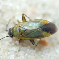 Plagiognathus arbustorum