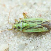 Stenotus binotatus