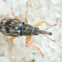 Taeniapion urticarium