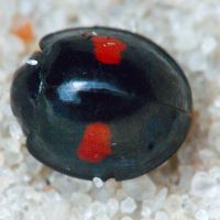 Coccinellidae