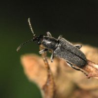 Nemonyx lepturoides