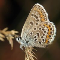 Plebejus argus