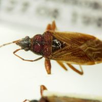 Pachybrachius luridus