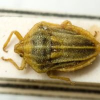 Tholagmus flavolineatus