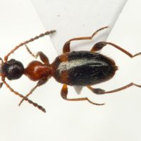 Anthelephila pedestris