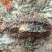 Endophloeus exculptus