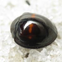 Chilocorus bipustulatus
