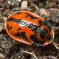 Pilemostoma fastuosa