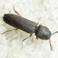 Melasis buprestoides