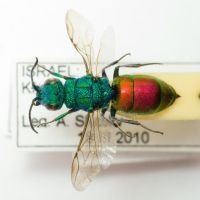 Chrysura radians