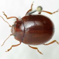 Chrysolina (Colaphoptera) blanchei