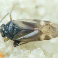 Monosynamma sabulicola