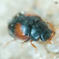 Scymnus interruptus