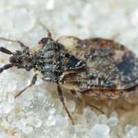 Aradus depressus