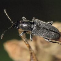 Nemonyx lepturoides