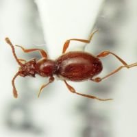 Scydmaenus hellwigii
