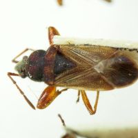 Pachybrachius luridus