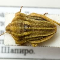 Tholagmus flavolineatus