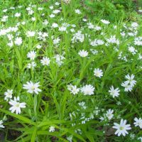 Stellaria holostea
