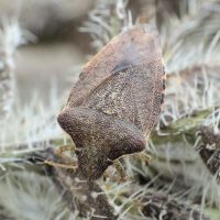 Peribalus (Peribalus) strictus