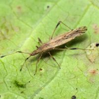 Berytinus (Lizinus) crassipes