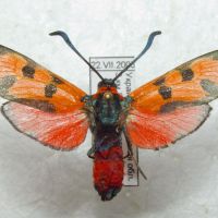 Zygaena laeta
