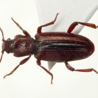Bothrideres bipunctatus