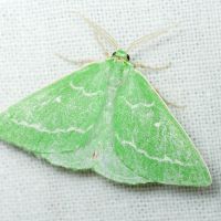 Thetidia smaragdaria