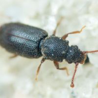 Monotoma brevicollis