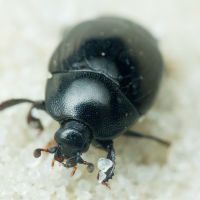Saprinus lautus