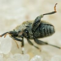 Pseudorchestes