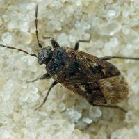 Sphragisticus nebulosus