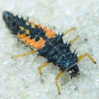 Harmonia axyridis