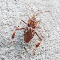 Leptoglossus occidentalis