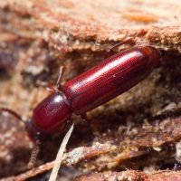 Corticeus (Corticeus) unicolor