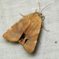 Noctua fimbriata