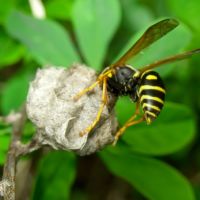 Polistes nimpha