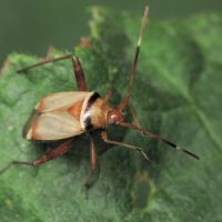 Adelphocoris vandalicus