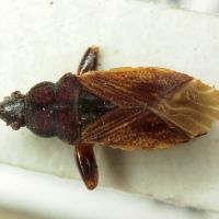 Pachybrachius luridus