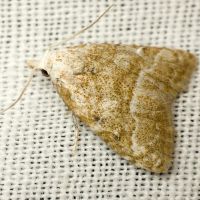 Nola aerugula