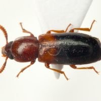 Corticeus (Corticeus) bicolor