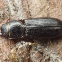 Tenebroides fuscus