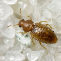 Corticarina