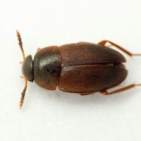 Sciodrepoides watsoni
