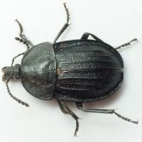 Phosphuga atrata
