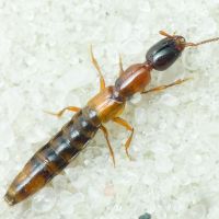 Xantholinus (Purrolinus) tricolor